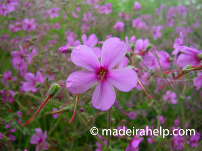 Madeira Geranium